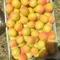 زردالو درجه یک
