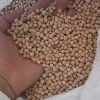 نخود