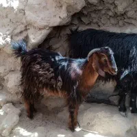 دو بز ماده چاق