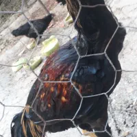 مرغ خروس ولاری
