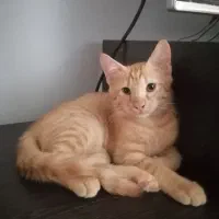 واگذاری بچه گربه سه ماهه