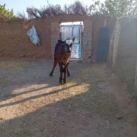 گوساله نر نژاد سوئیسی بهترین جنس