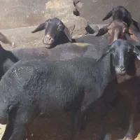 گوسفند قزل سیاه