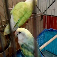 طوطی برزیلی جفت فوق مولد