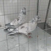 کفتر به شرط حداقل ۵ساعت