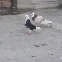 تهرانی کبوتر ۴جفت