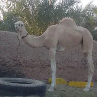 معامله ماشین نیسان با شتر یا میش بردار