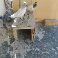 یه جفت کله دمبی درجه یک معاوضه با طوقی