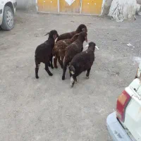 بره گوسفند نر