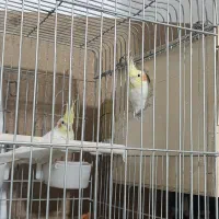 عروس هلندی مولد درشت سایز