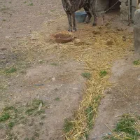 سگ ادمی