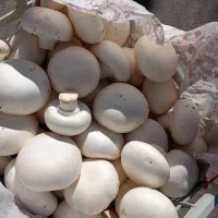 قارچ|خوردنی و آشامیدنی|مشگین شهر, |دیوار