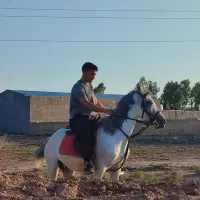 مادیان همراه کره نریان