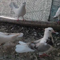 کفتر|پرنده|نجفآباد, شریعتی غربی|دیوار