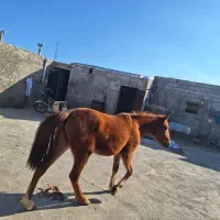 کره اسب دو ساله مادیون  کرد