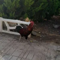 خروس بالغ و مرغ تخم گذار