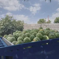 هندوانه برای دام