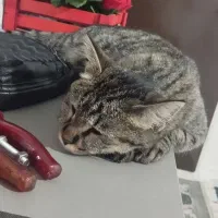 گربه خوشگل ناناز زیبا مهربون تمیز واگذارمیشود