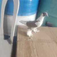 کبوتر|پرنده|مرند, |دیوار