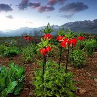 تور طبیعت گردی دریاچه برم فیروز و لاله های واژگون