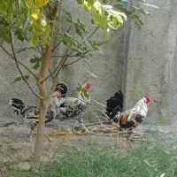 مرغ و خروس گلین