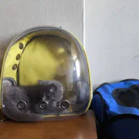 باکس گربه اصل