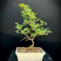 بونسای نارون