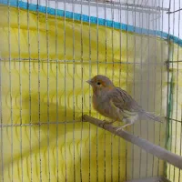 قناری نر و ماده