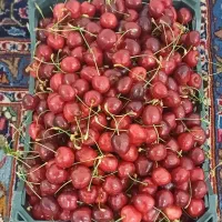 گیلاس تازه چیده شده