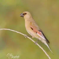 جوجه سهره خاکی دستی