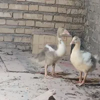 جوجه غاز. ۲ماهه