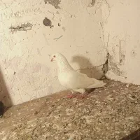 کبوتر|پرنده|رشت, پسیخان|دیوار