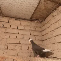 سه لنگه کبوتر