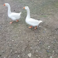 قو غاز،نر ماده سالم سر حال