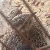 بلدرچین ۲عدد