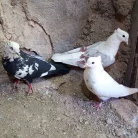 کبوتر|پرنده|بروجرد, |دیوار