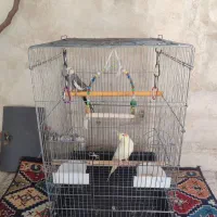۲ عدد عروس هلندی سخنگو نر