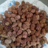 توت خشک
