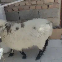 بره نر و ماده