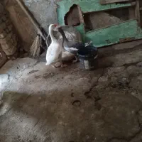 غاز