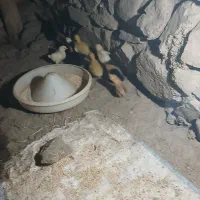 جوجه|حیوانات مزرعه|دره رود, |دیوار