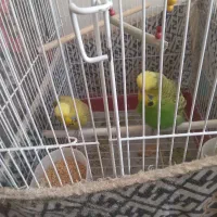 مرغ عشق انگلیسی چتری