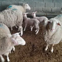 گوسفند خارجی،نژاد شاروله.رومن.لاکن