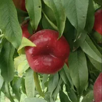 خریدار میوه و سردرختی