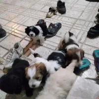 سگ پاکوتاه با نژاد شیتزو