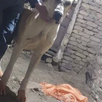 سگ‌ماده|سگ|گرگان, |دیوار