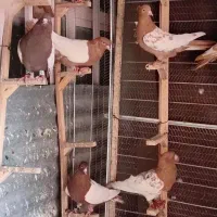 کبوتر کله و سینه وطوقی