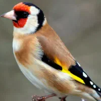 فروش سهره طلایی سالم و سرحال (یه جفت + یک عدد تک)