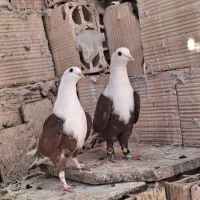 کبوتر کلاغ کربلایی