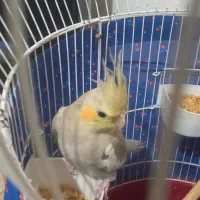 واگذاری جوجه عروس هلندی دوماهه